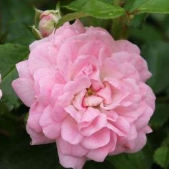 Bay Gardens NY Rosa 'The Fairy' Flowering Shrubs