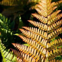Bay Gardens Deer Resistant Plants Fern 'Autumn'