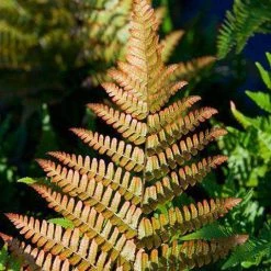 Bay Gardens Deer Resistant Plants Fern 'Autumn'