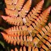 Bay Gardens Deer Resistant Plants Fern 'Autumn'