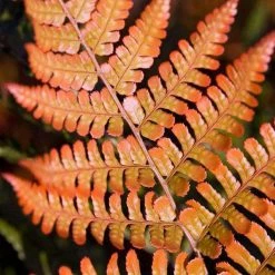 Bay Gardens Deer Resistant Plants Fern 'Autumn'