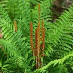 Bay Gardens Fern 'Osmunda Cinnamonea-Cinnamon'