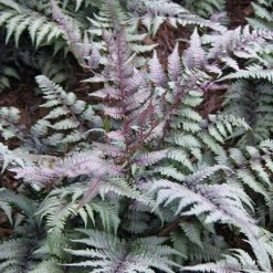 Bay Gardens Deer Resistant Plants Fern 'Athyrium Nipponicum Pictum (Japanese Painted)'