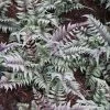 Bay Gardens Deer Resistant Plants Fern 'Athyrium Nipponicum Pictum (Japanese Painted)' 2 Bay Gardens Deer Resistant Plants Fern 'Athyrium Nipponicum Pictum (Japanese Painted)'
