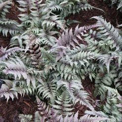 Bay Gardens Deer Resistant Plants Fern 'Athyrium Nipponicum Pictum (Japanese Painted)'