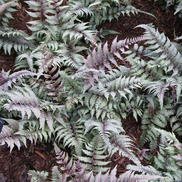Bay Gardens Deer Resistant Plants Fern 'Athyrium Nipponicum Pictum (Japanese Painted)' 3 Bay Gardens Deer Resistant Plants Fern 'Athyrium Nipponicum Pictum (Japanese Painted)'
