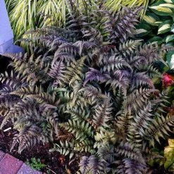 Bay Gardens Deer Resistant Plants Fern 'Athyrium Nipponicum Pictum (Japanese Painted)' 9 Bay Gardens Deer Resistant Plants Fern 'Athyrium Nipponicum Pictum (Japanese Painted)'
