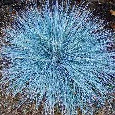 Bay Gardens Grass Festuca 'Elijah Blue'