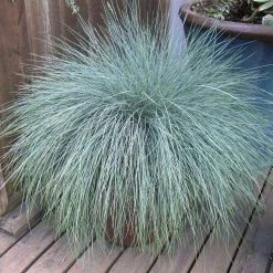 Bay Gardens Grass Festuca 'Elijah Blue'