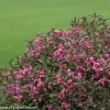 Bay Gardens NY Weigela Flo. 'Fine Wine®' Deer Resistant Plants