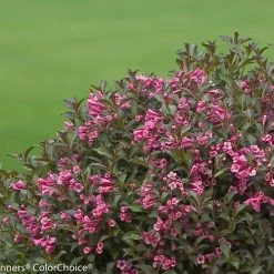 Bay Gardens NY Weigela Flo. 'Fine Wine®' Deer Resistant Plants
