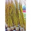 Bay Gardens NY Forsythia Deer Resistant Plants