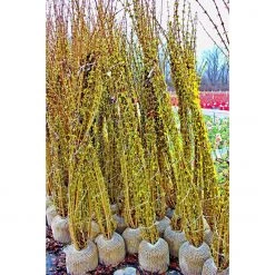Bay Gardens NY Forsythia Deer Resistant Plants