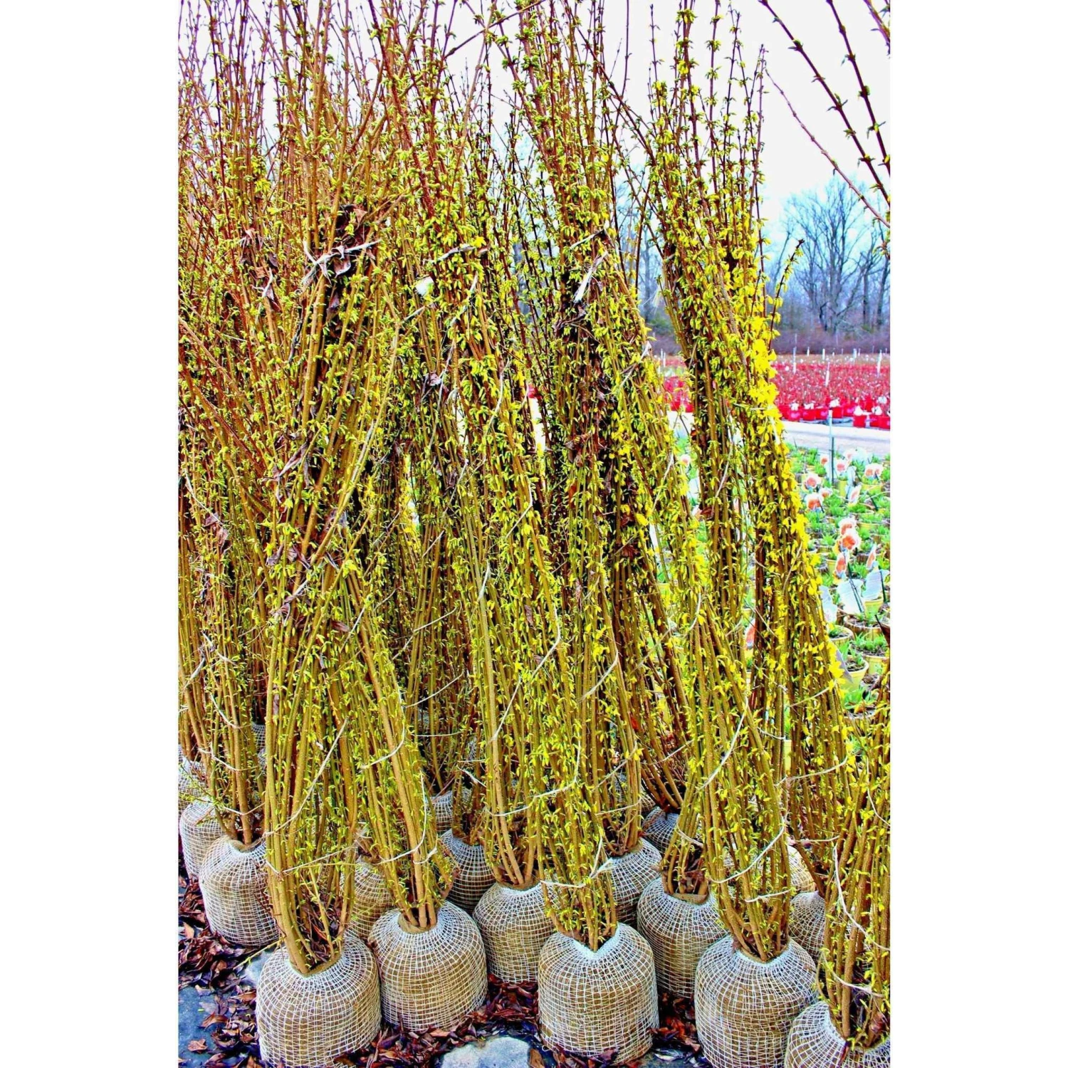 Bay Gardens NY Forsythia Deer Resistant Plants 3 Bay Gardens NY Forsythia Deer Resistant Plants