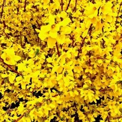 Bay Gardens NY Forsythia Deer Resistant Plants 12 Bay Gardens NY Forsythia Deer Resistant Plants