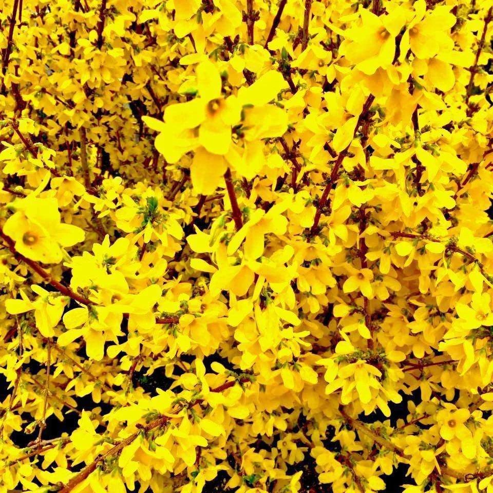 Bay Gardens NY Forsythia Deer Resistant Plants 5 Bay Gardens NY Forsythia Deer Resistant Plants