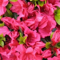 Bay Gardens Azalea 'Girards Crimson'