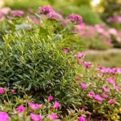 Bay Gardens NY Inkberry 'Gem Box®'