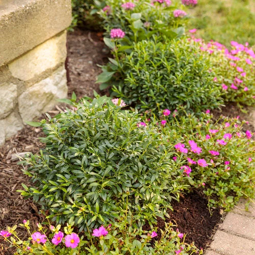 Bay Gardens NY Inkberry 'Gem Box®' 5 Bay Gardens NY Inkberry 'Gem Box®'