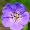 Bay Gardens NY Geranium X 'Rozanne' PP12175 Perennials