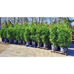 Bay Gardens NY Arborvitae 'Green Giant' Privacy Plants