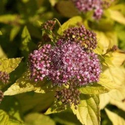 Bay Gardens NY Spirea Japonica 'Goldmound'
