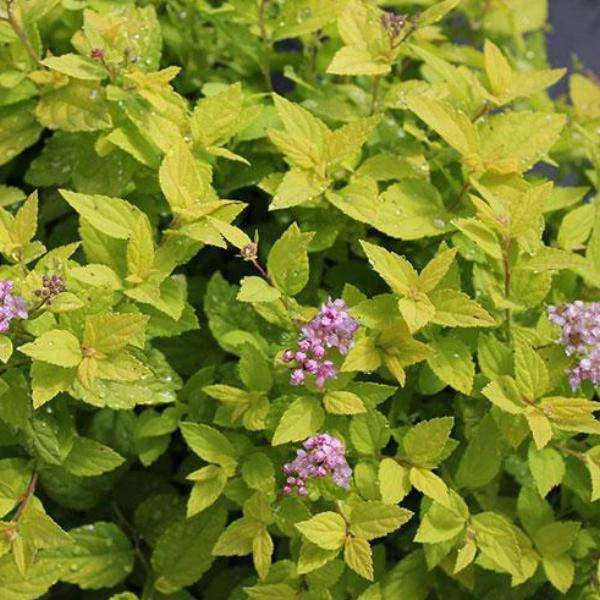 Bay Gardens NY Spirea Japonica 'Goldmound' 3 Bay Gardens NY Spirea Japonica 'Goldmound'
