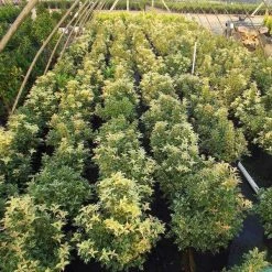 Bay Gardens Osmanthus Heterophyllus 'Goshiki' Evergreen Shrubs