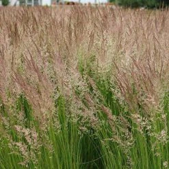 Bay Gardens Grass Calamagrostis X Acutiflora 'Karl Foerster' Deer Resistant Plants