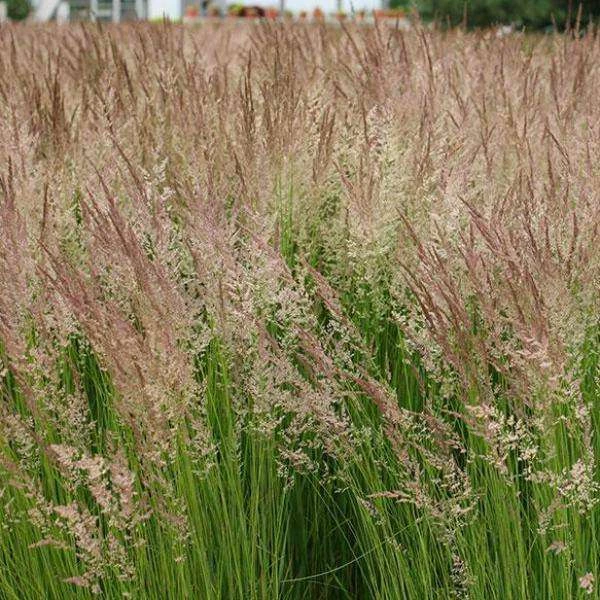 Bay Gardens Grass Calamagrostis X Acutiflora 'Karl Foerster' Deer Resistant Plants 4 Bay Gardens Grass Calamagrostis X Acutiflora 'Karl Foerster' Deer Resistant Plants