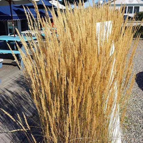 Bay Gardens Grass Calamagrostis X Acutiflora 'Karl Foerster' Deer Resistant Plants 5 Bay Gardens Grass Calamagrostis X Acutiflora 'Karl Foerster' Deer Resistant Plants