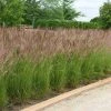 Bay Gardens Grass Calamagrostis X Acutiflora 'Karl Foerster' Deer Resistant Plants