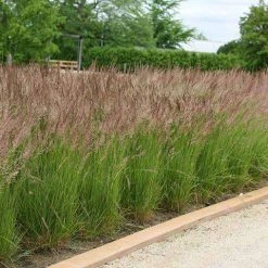 Bay Gardens Grass Calamagrostis X Acutiflora 'Karl Foerster' Deer Resistant Plants