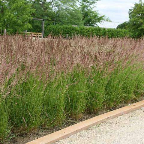 Bay Gardens Grass Calamagrostis X Acutiflora 'Karl Foerster' Deer Resistant Plants 3 Bay Gardens Grass Calamagrostis X Acutiflora 'Karl Foerster' Deer Resistant Plants