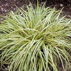 Bay Gardens Deer Resistant Plants Grass 'Carex Oshimensis Evergold'