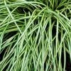 Bay Gardens Deer Resistant Plants Grass 'Carex Oshimensis Evergold'
