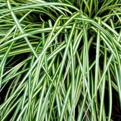 Bay Gardens Deer Resistant Plants Grass'Carex Oshimensis Evergold'