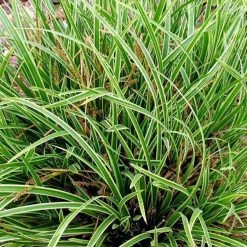 Bay Gardens Deer Resistant Plants Grass 'Carex Morrowii Ice Dance'