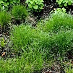 Bay Gardens Grass 'Carex Pennsylvanica'