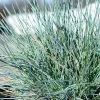 Bay Gardens Grass Festuca 'Elijah Blue'