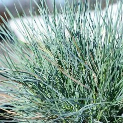 Bay Gardens Grass Festuca 'Elijah Blue'