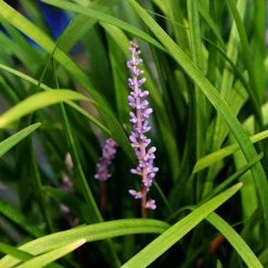 Bay Gardens NY Liriope Muscari 'Big Blue' Perennials