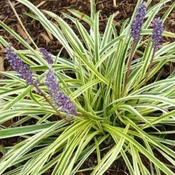 Bay Gardens NY Perennials Liriope Muscari 'Variegata' - Variegated Lily Turf