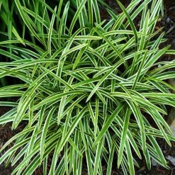Bay Gardens NY Perennials Liriope Muscari 'Variegata' - Variegated Lily Turf