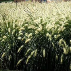 Bay Gardens Deer Resistant Plants Grass 'Fountain'