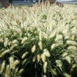 Bay Gardens Deer Resistant Plants Grass 'Fountain'