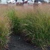 Bay Gardens NY Grass Panicum Virgatum 'Shenandoah' 2 Bay Gardens NY Grass Panicum Virgatum 'Shenandoah'