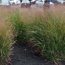 Bay Gardens NY Grass Panicum Virgatum 'Shenandoah'