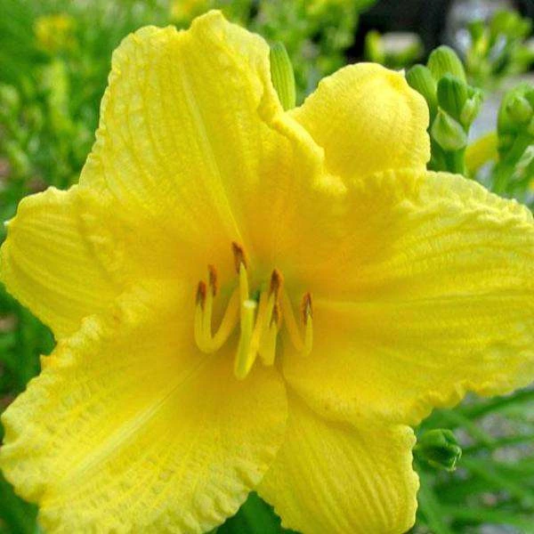 Bay Gardens Perennials Daylily Hemerocallis X 'Happy Returns' 6 Bay Gardens Perennials Daylily Hemerocallis X 'Happy Returns'