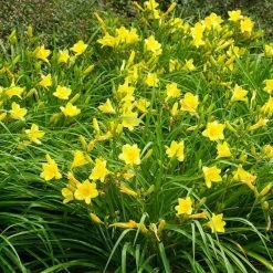 Bay Gardens Perennials Daylily Hemerocallis X 'Happy Returns'